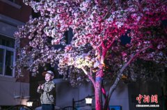 清明小长假 天津五大道夜海棠引八方游客